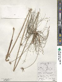 Cyperus prolifer image