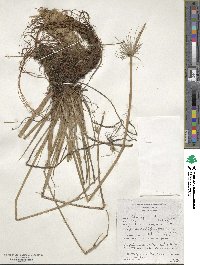 Cyperus prolifer image