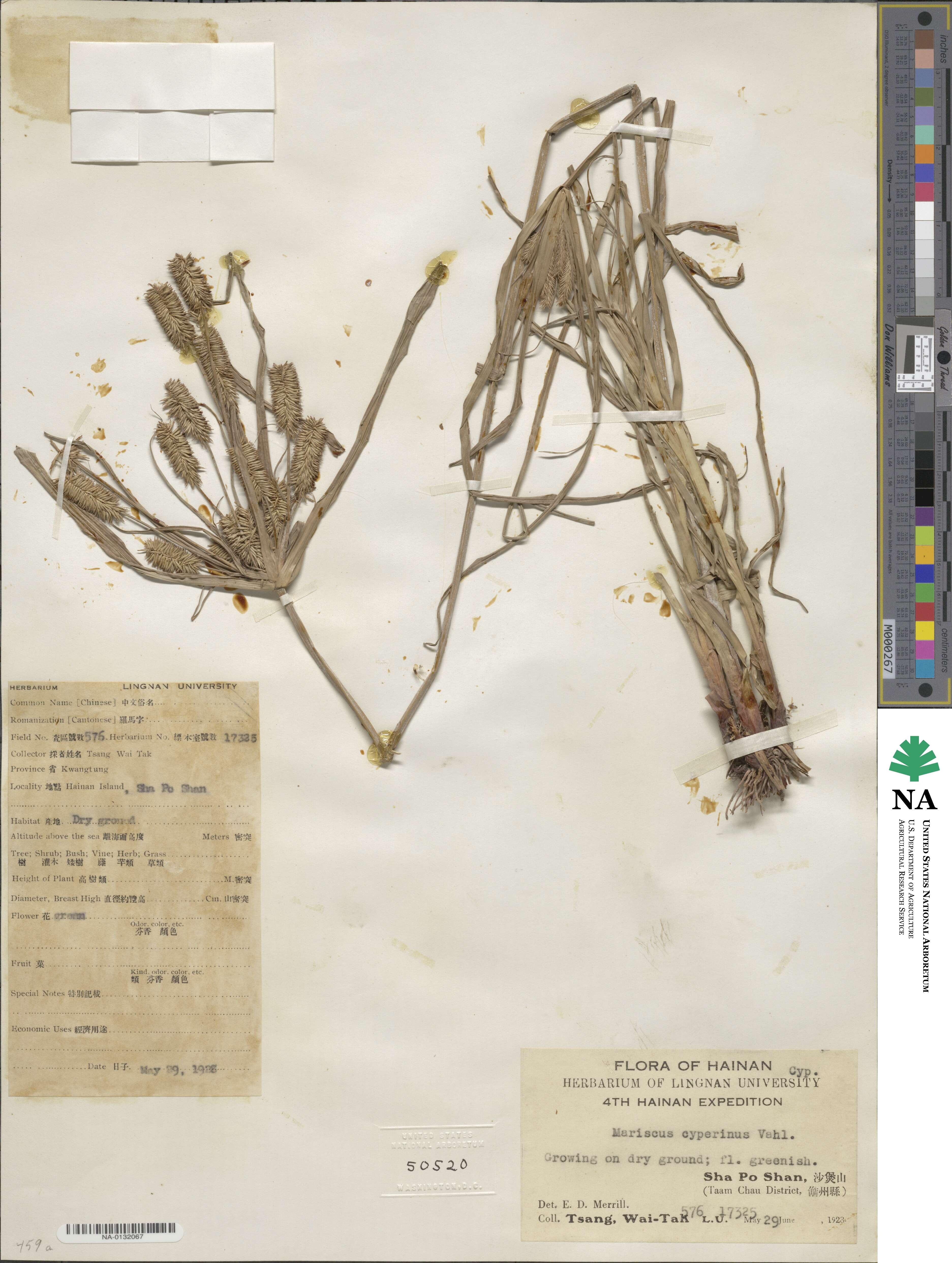 Cyperus compactus image