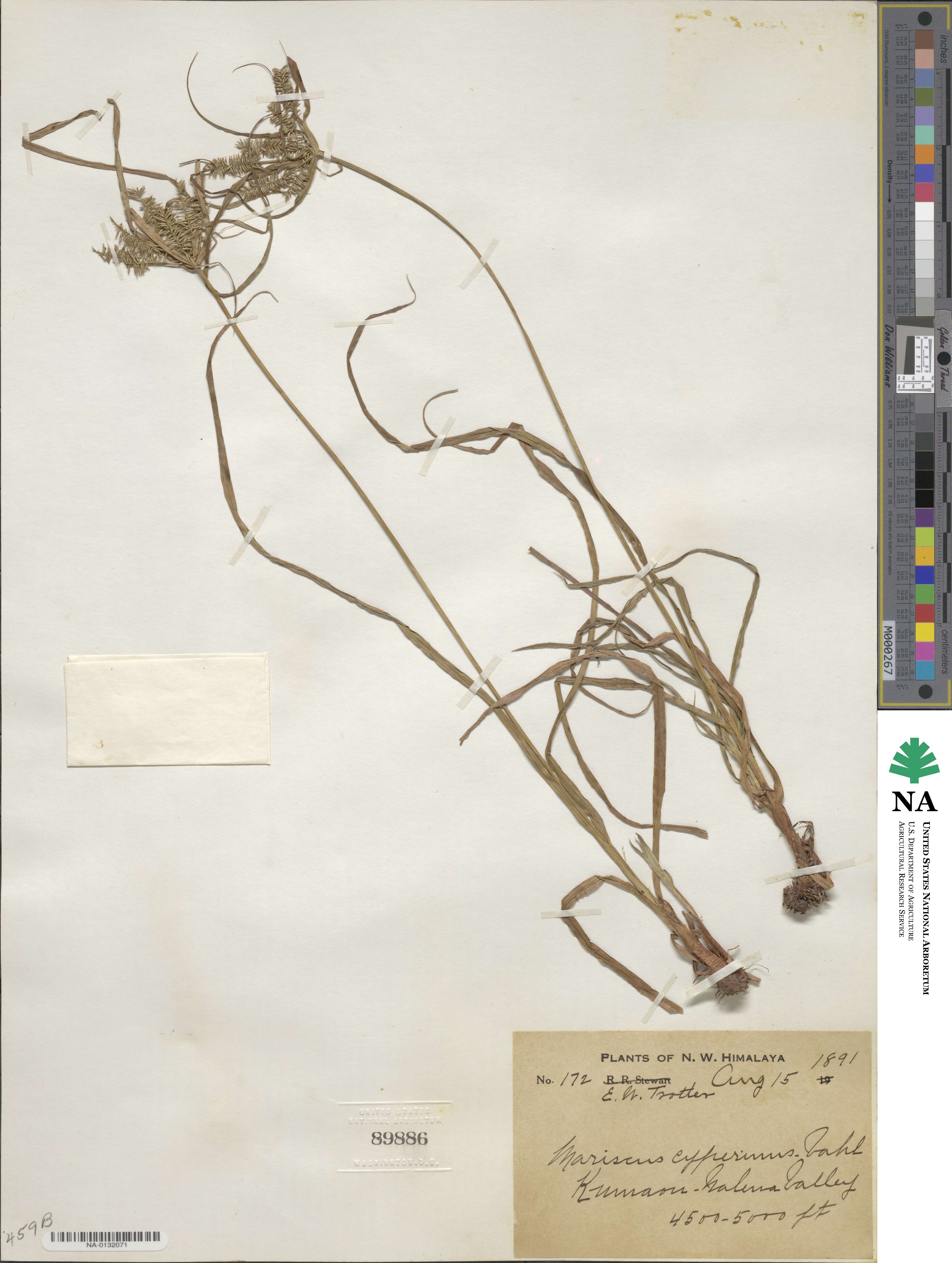 Cyperus compactus image