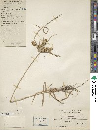 Cyperus compactus image