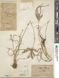 Cyperus cyperoides image