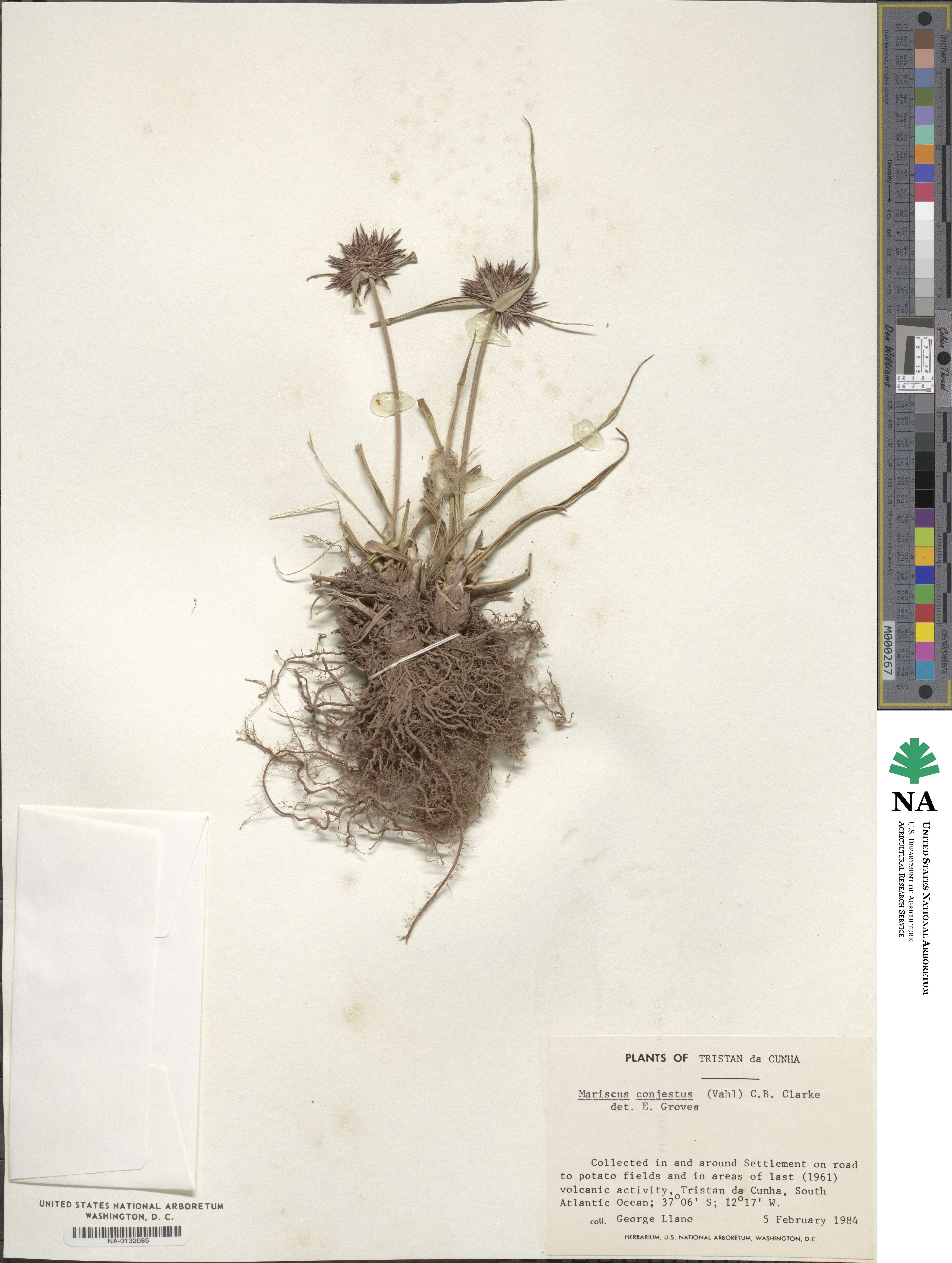 Cyperus congestus image