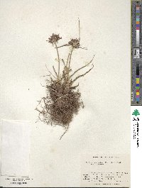 Cyperus congestus image