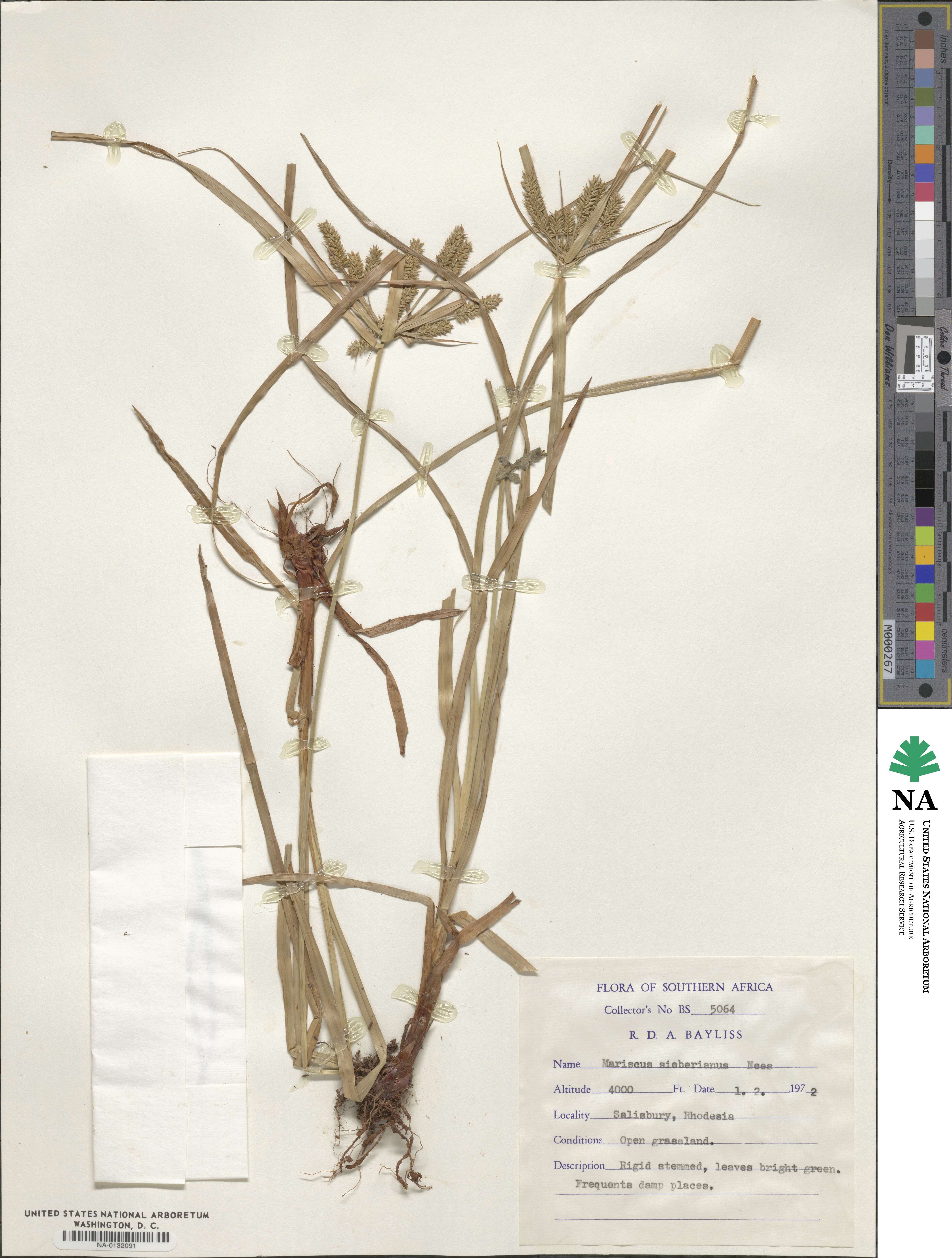 Cyperus cyperoides image