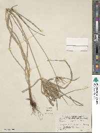 Cyperus cyperoides image