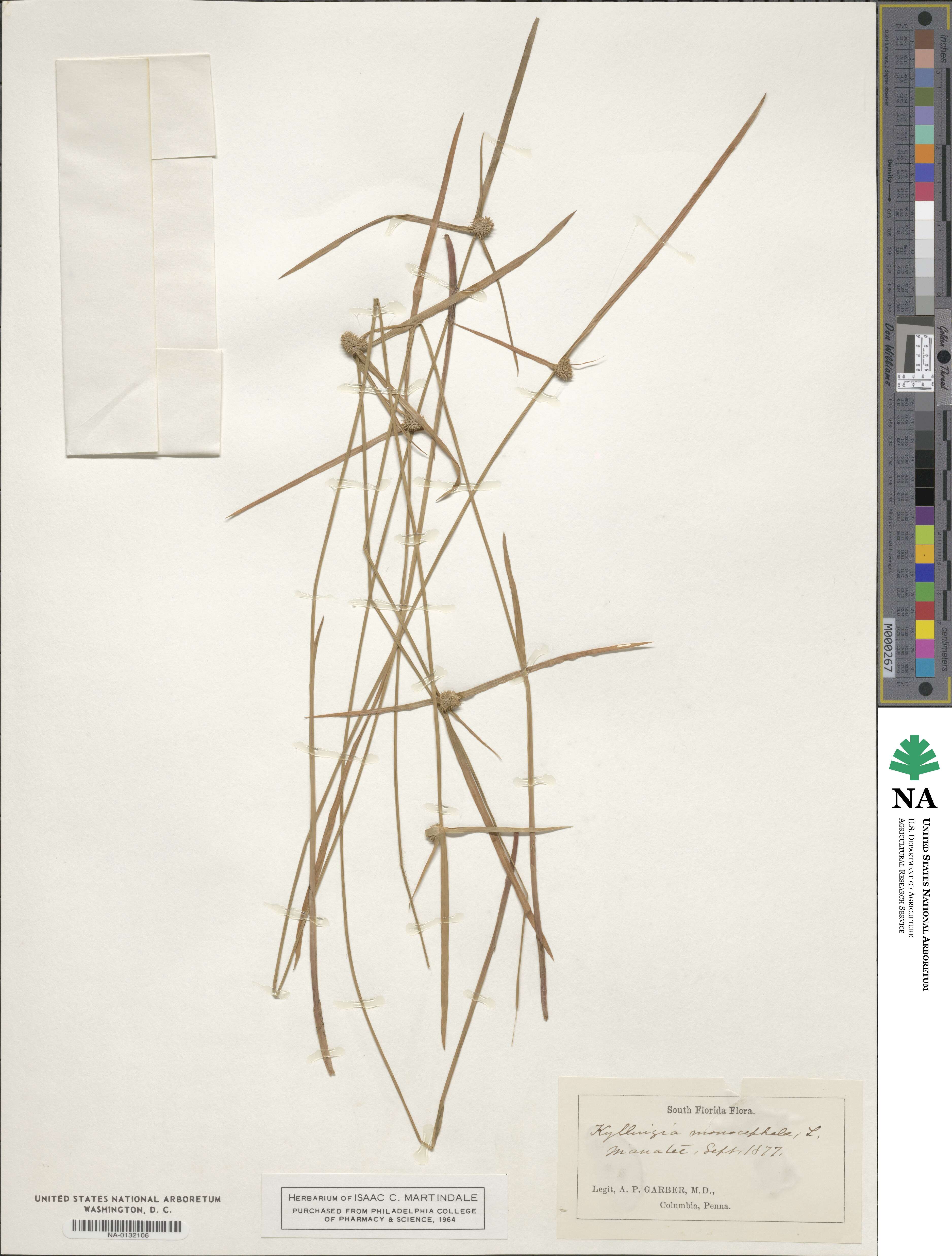 Kyllinga monocephala image