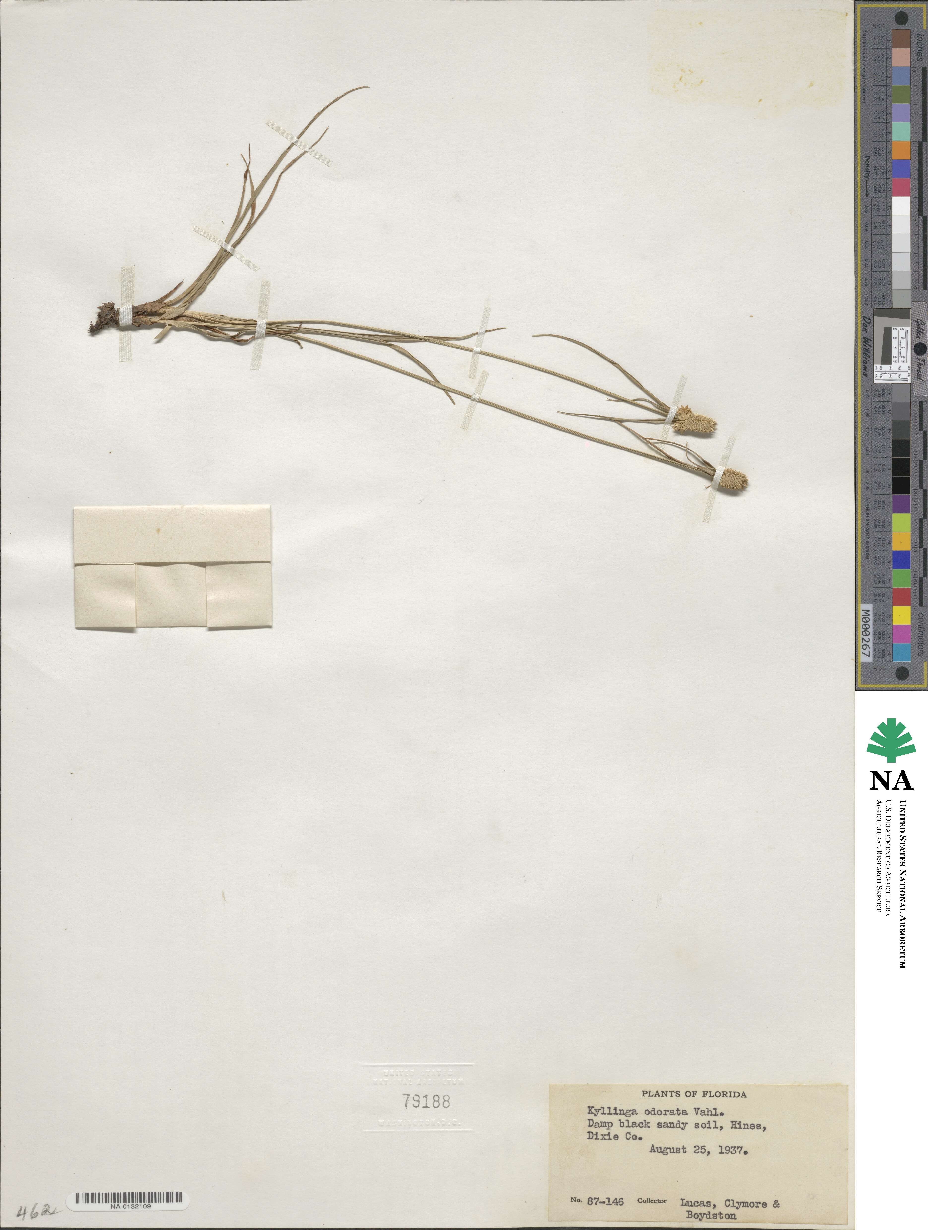 Cyperus sesquiflorus image