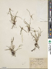 Cyperus sesquiflorus image