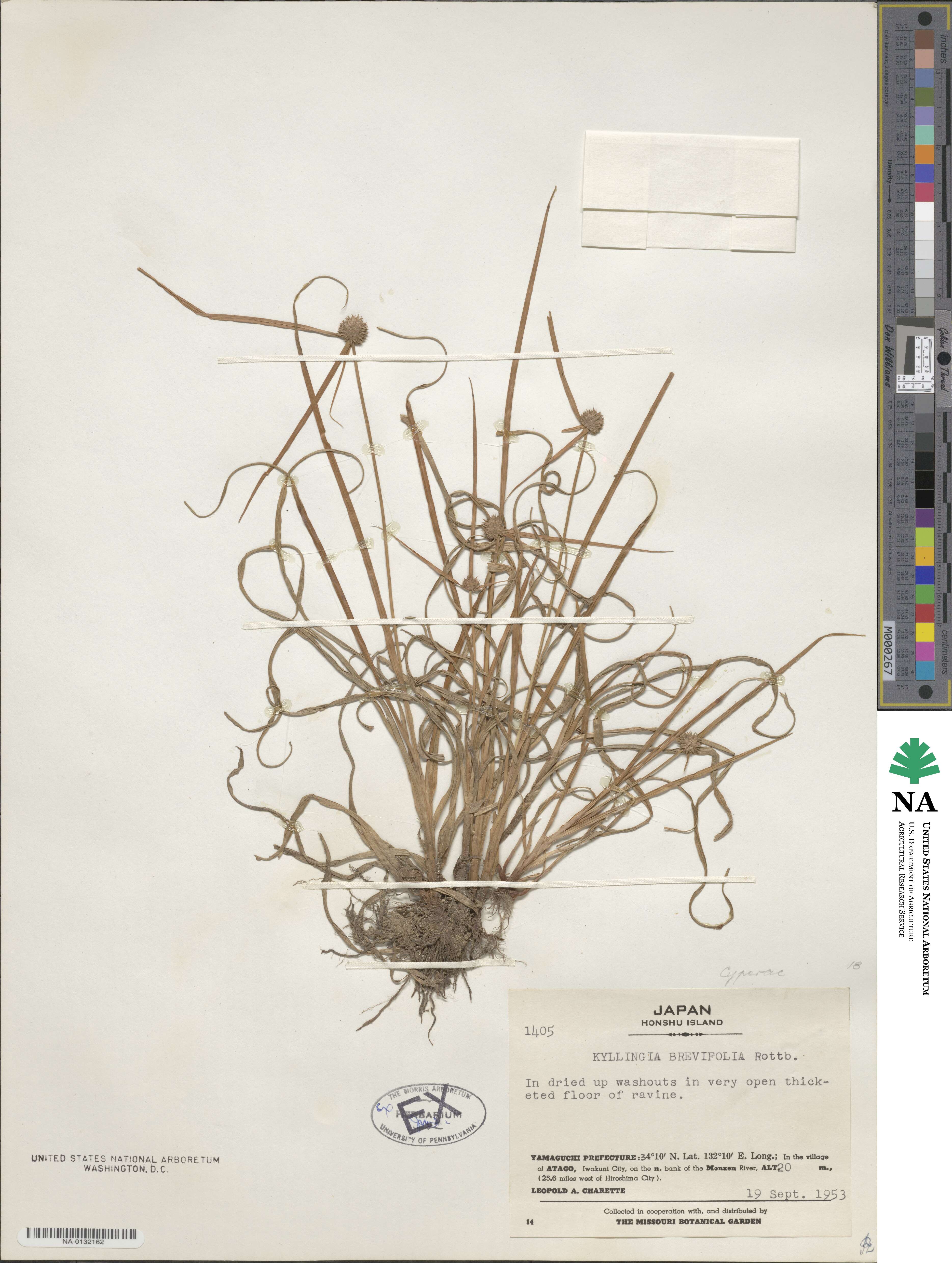 Cyperus brevifolius image