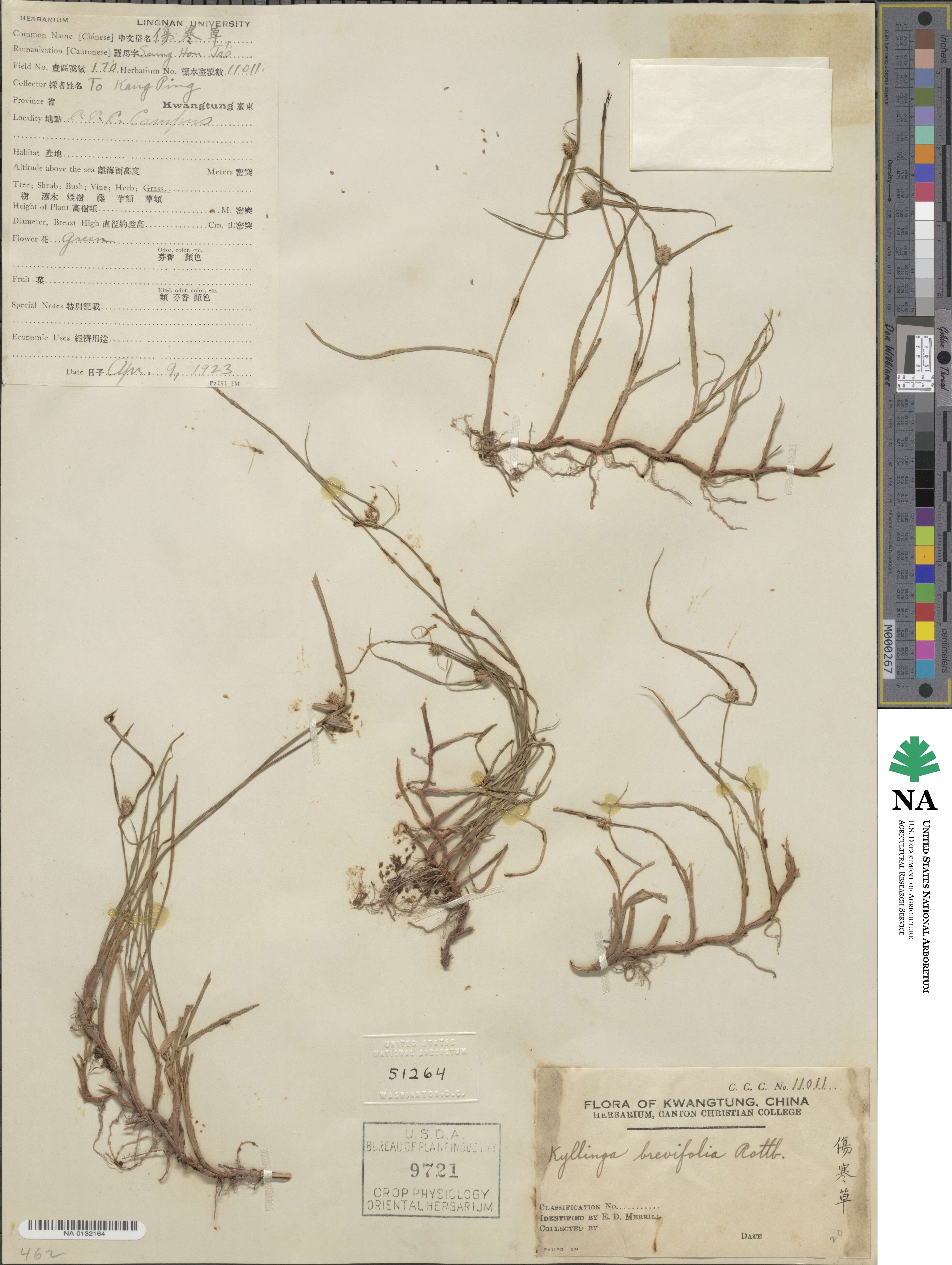 Cyperus brevifolius image