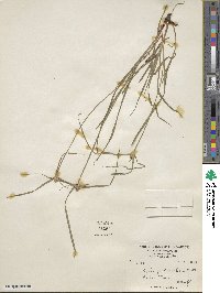 Cyperus brevifolius image