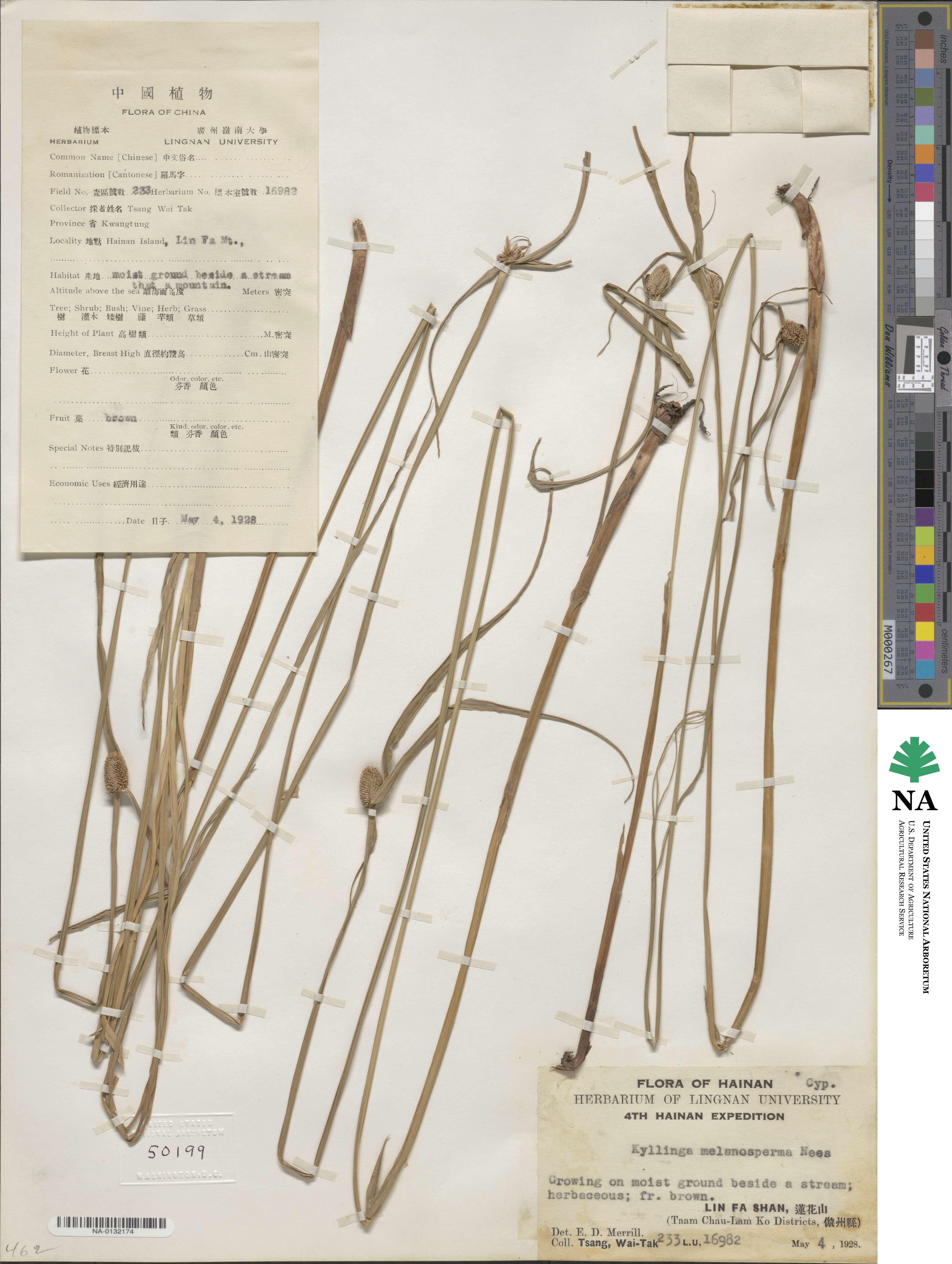 Cyperus melanospermus image