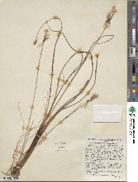 Eriophorum angustifolium image