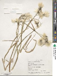 Eriophorum angustifolium image