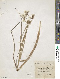 Eriophorum angustifolium image