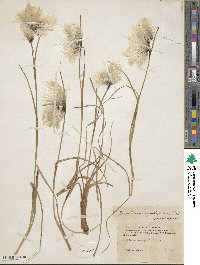 Eriophorum angustifolium image