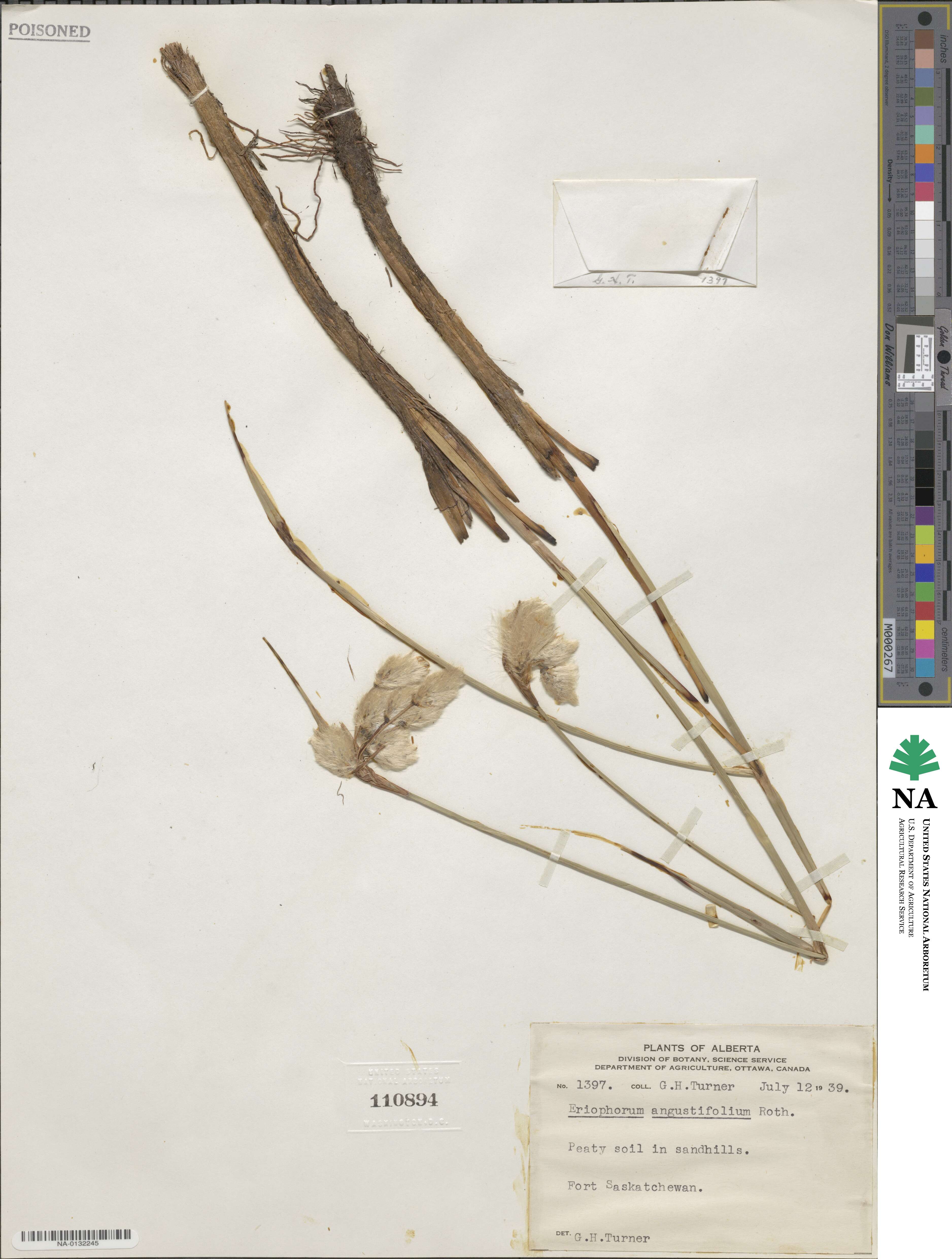 Eriophorum angustifolium image