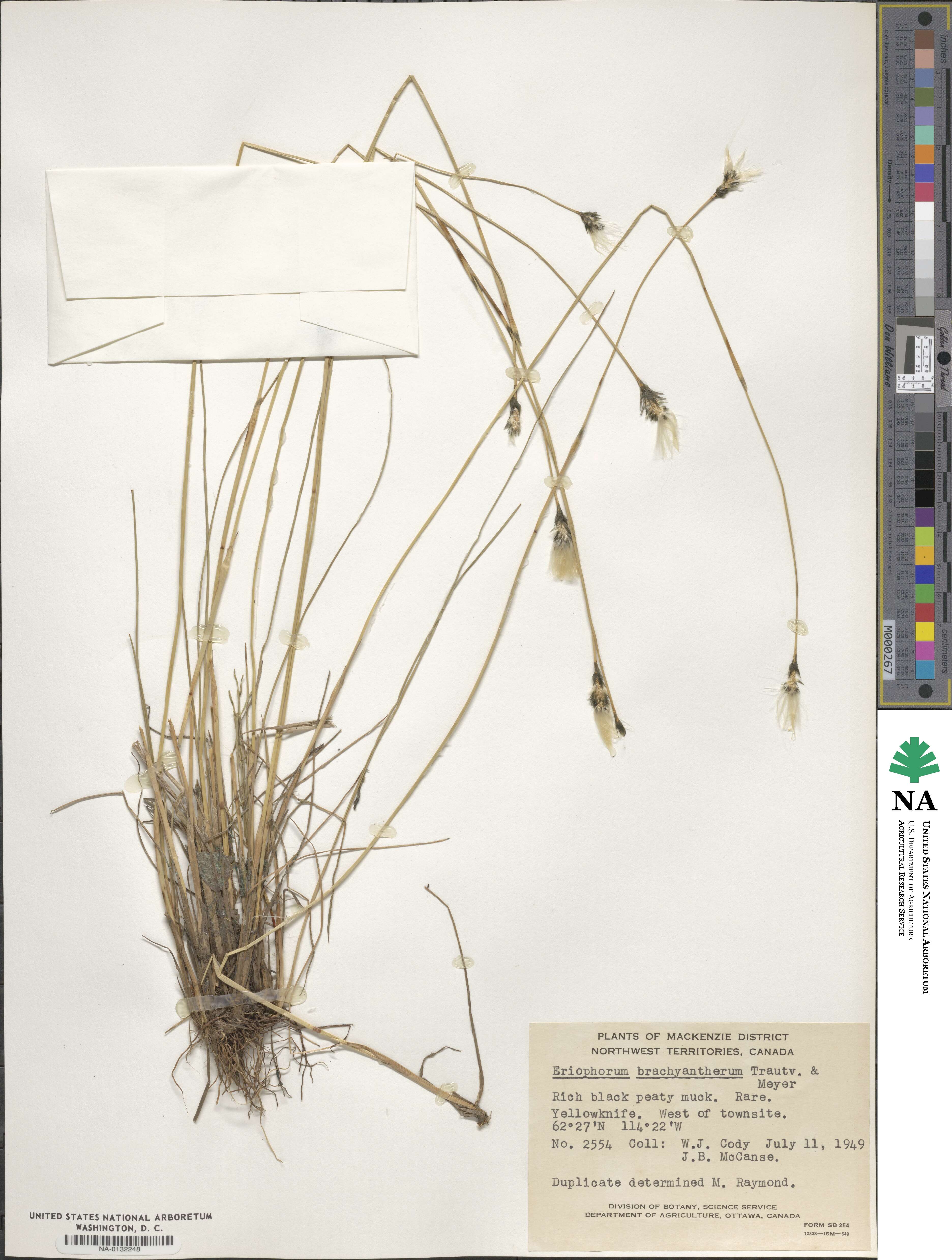 Eriophorum brachyantherum image