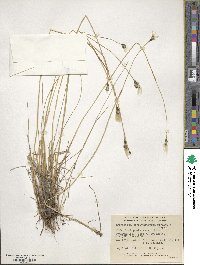 Eriophorum brachyantherum image