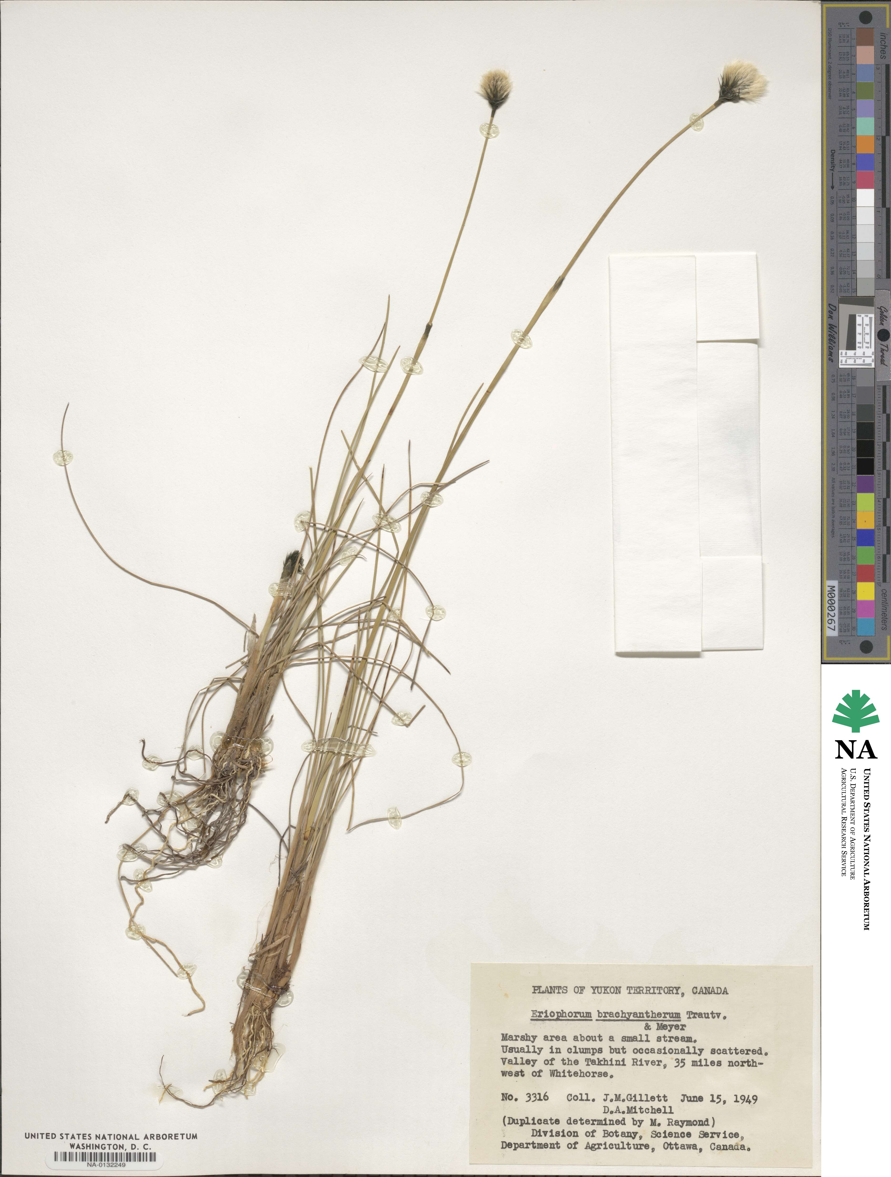 Eriophorum brachyantherum image