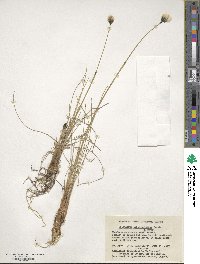 Eriophorum brachyantherum image