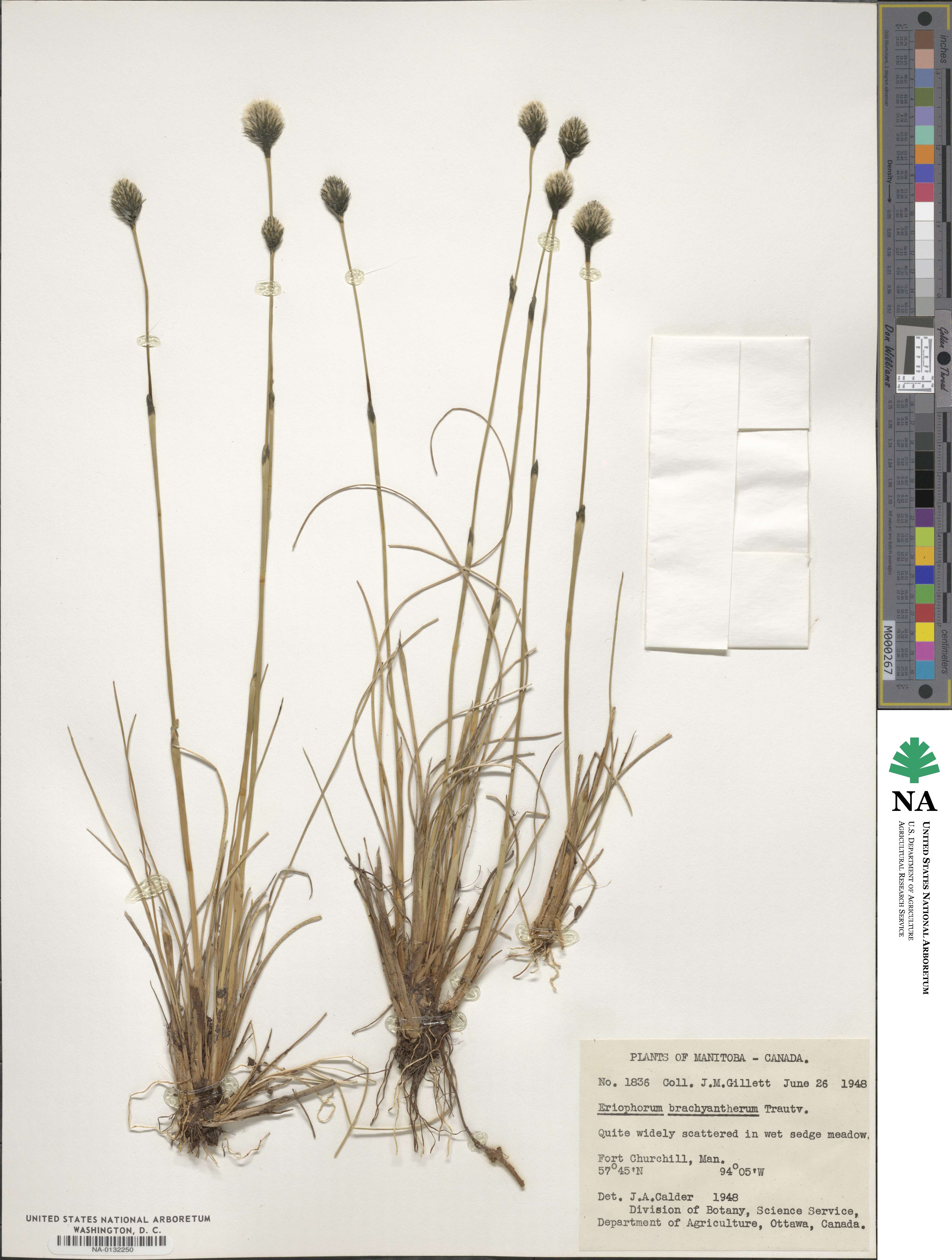 Eriophorum brachyantherum image