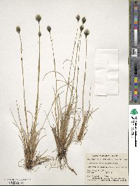 Eriophorum brachyantherum image