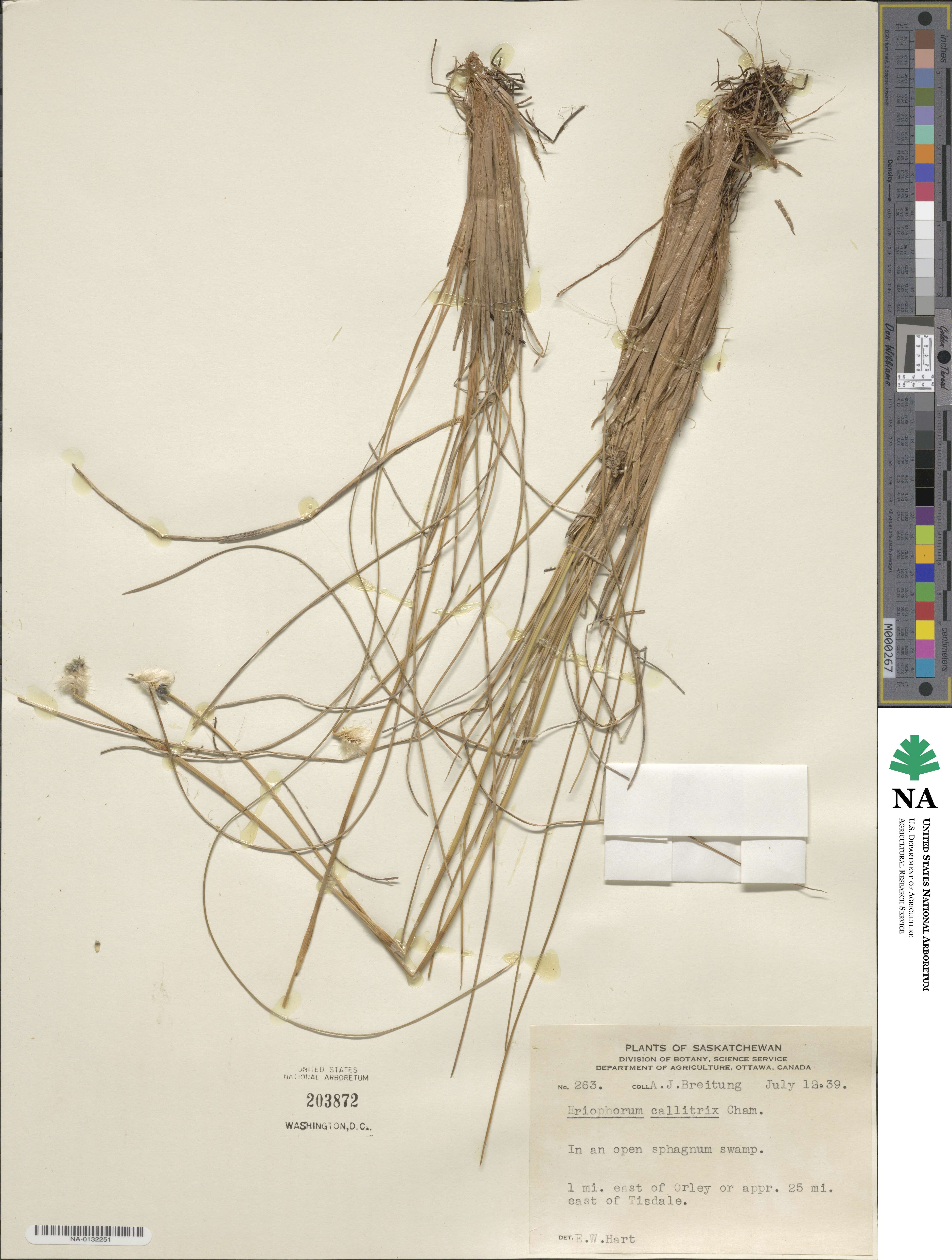 Eriophorum callitrix image