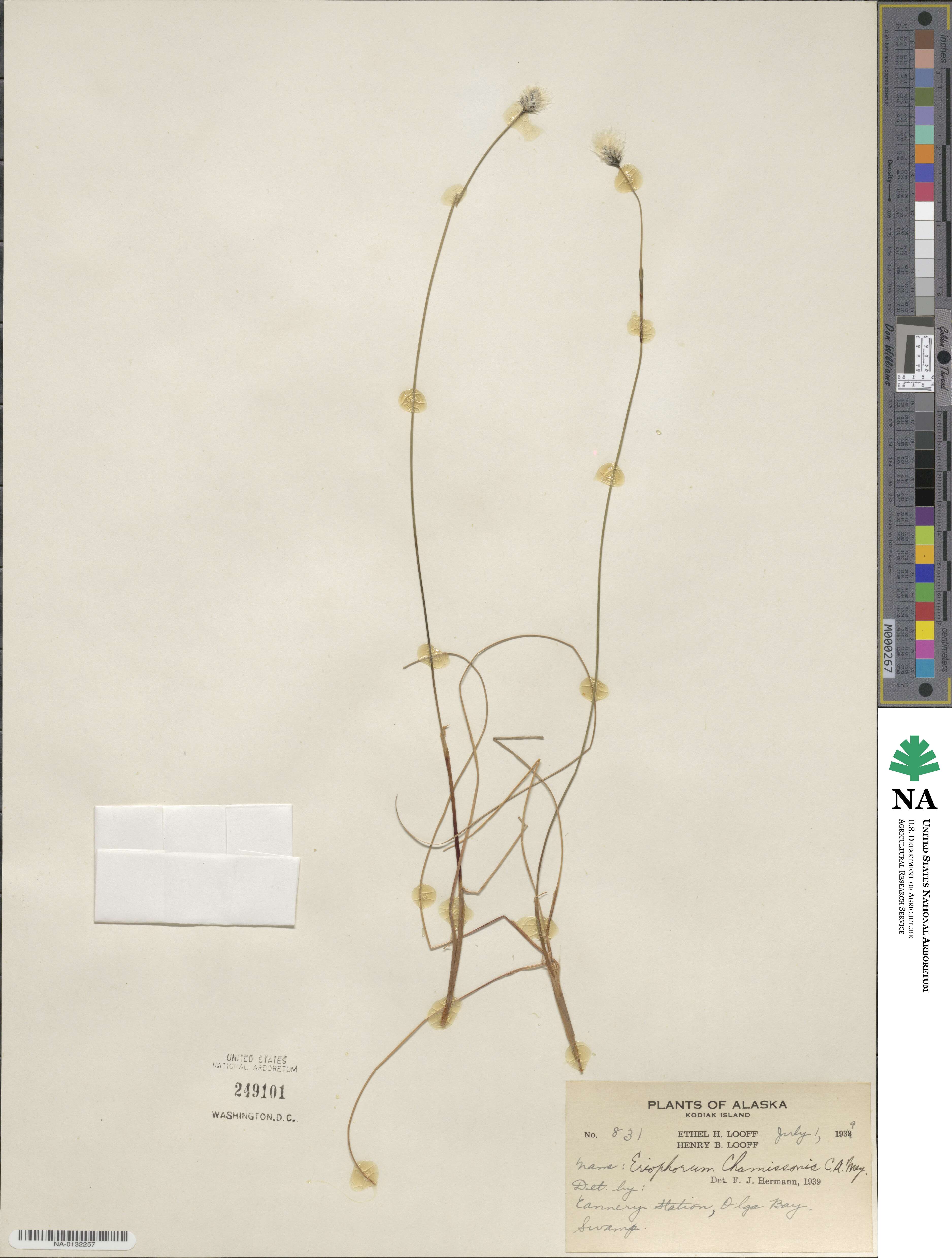 Eriophorum chamissonis image