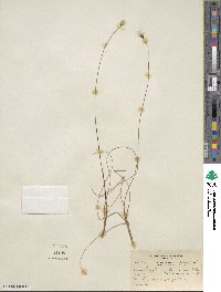 Eriophorum chamissonis image