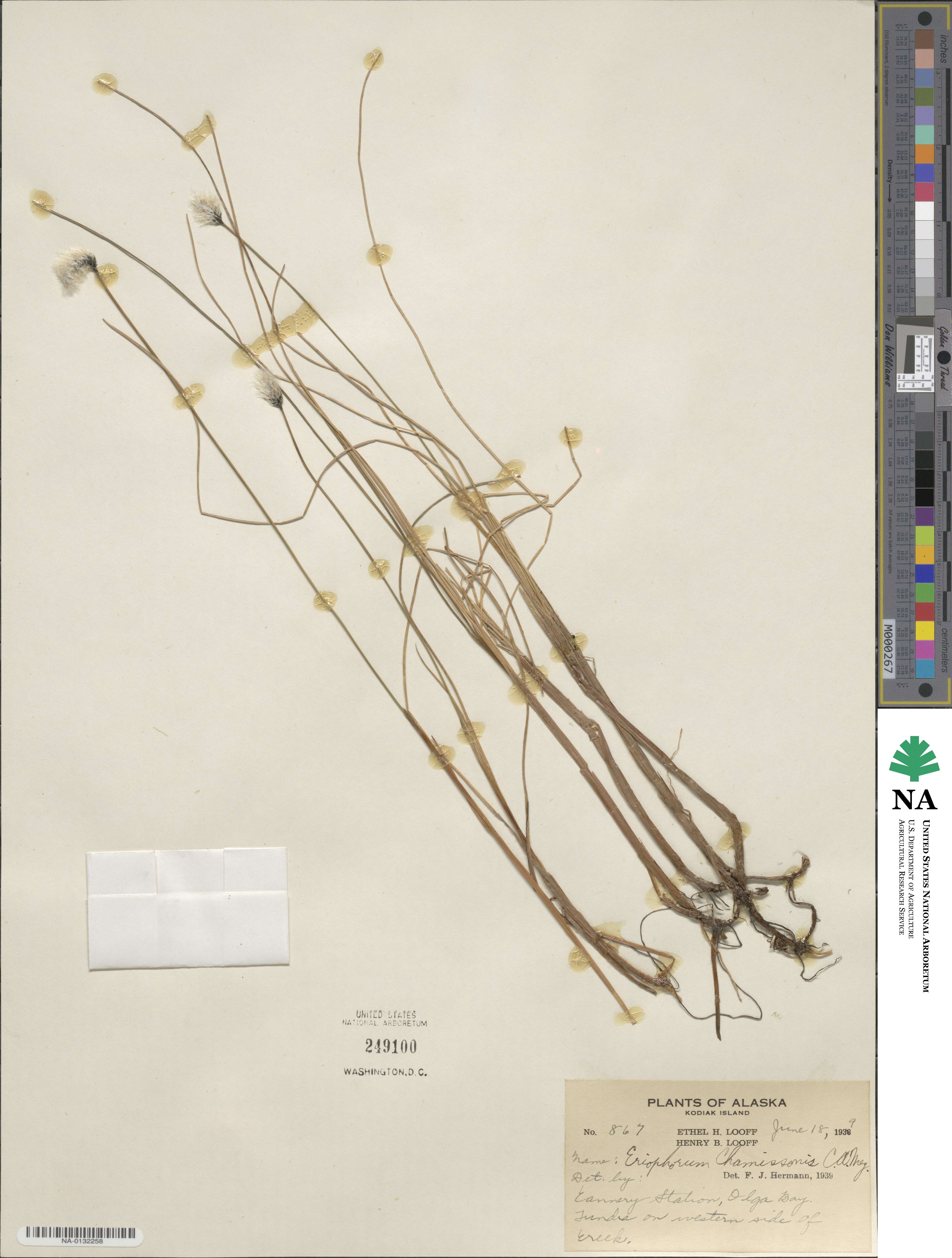 Eriophorum image