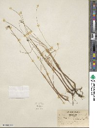 Eriophorum chamissonis image