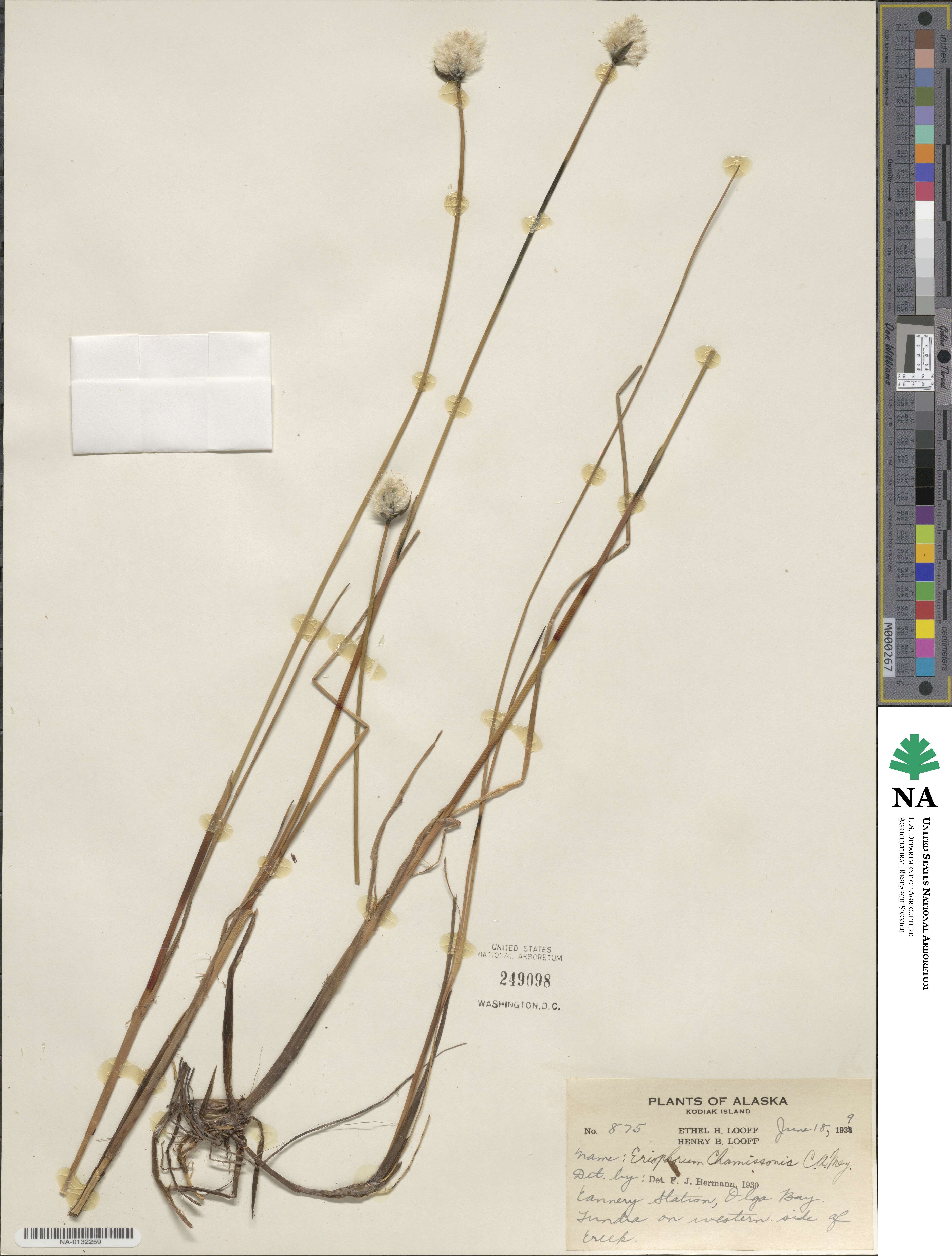 Eriophorum chamissonis image