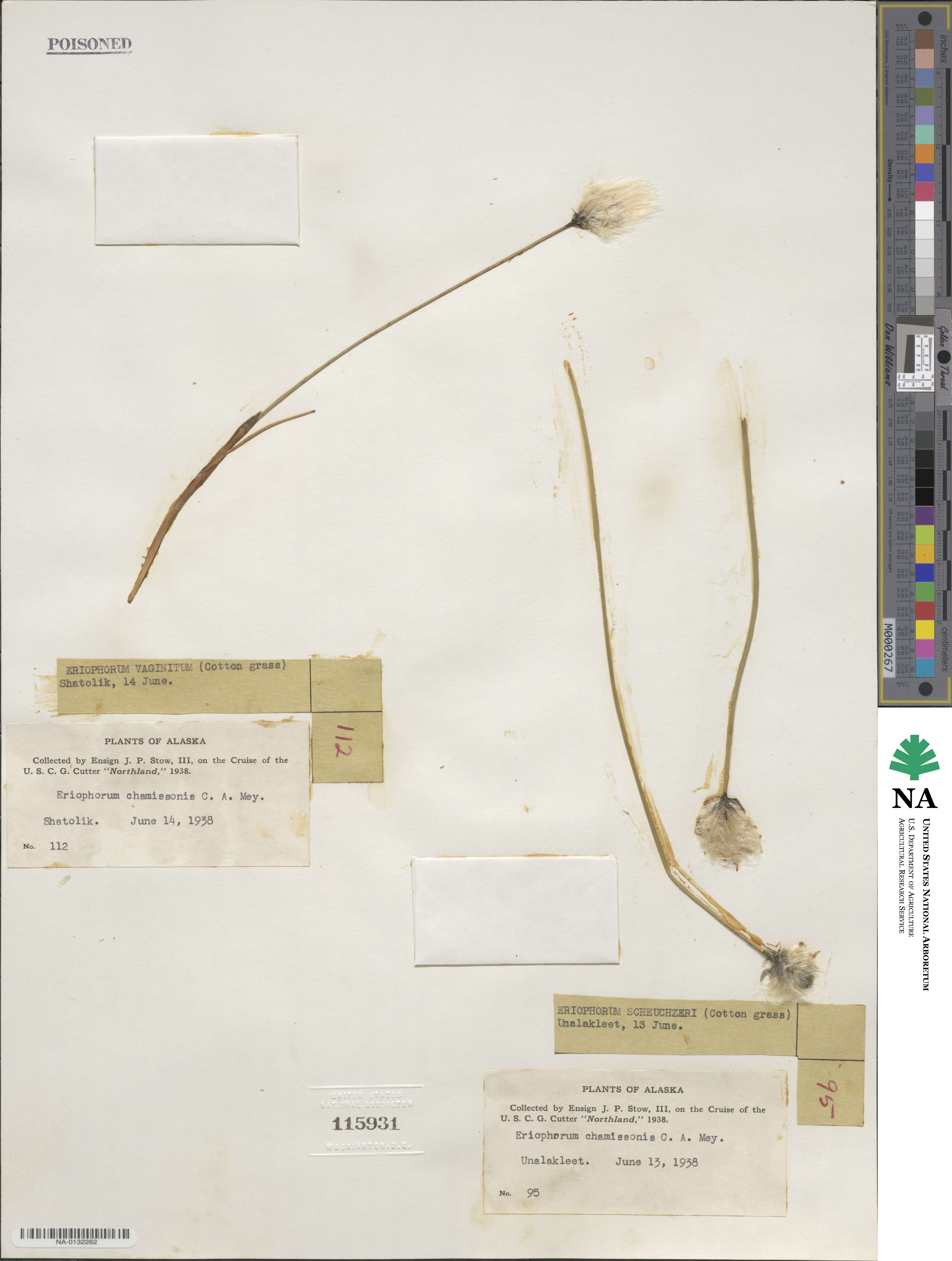 Eriophorum chamissonis image