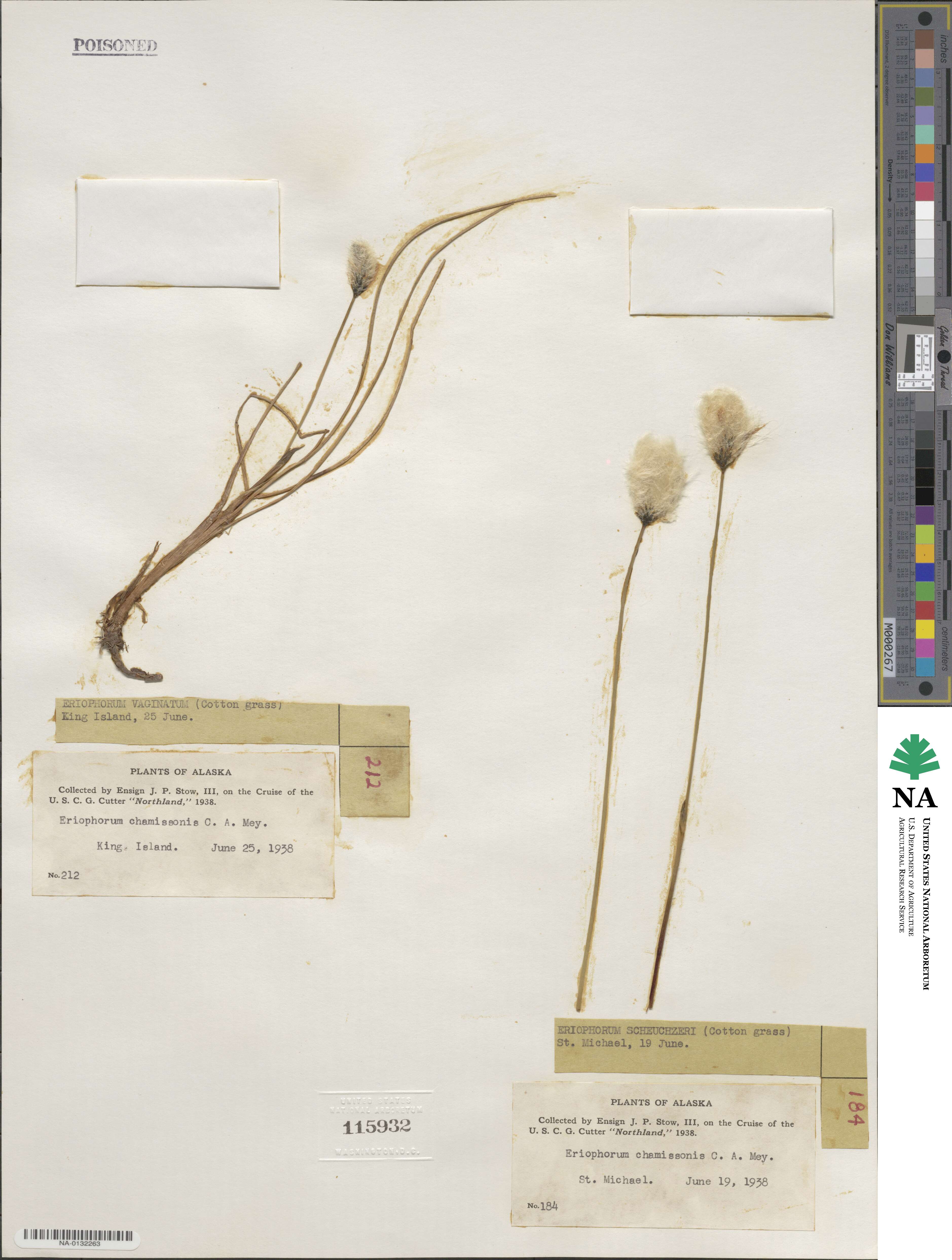 Eriophorum chamissonis image