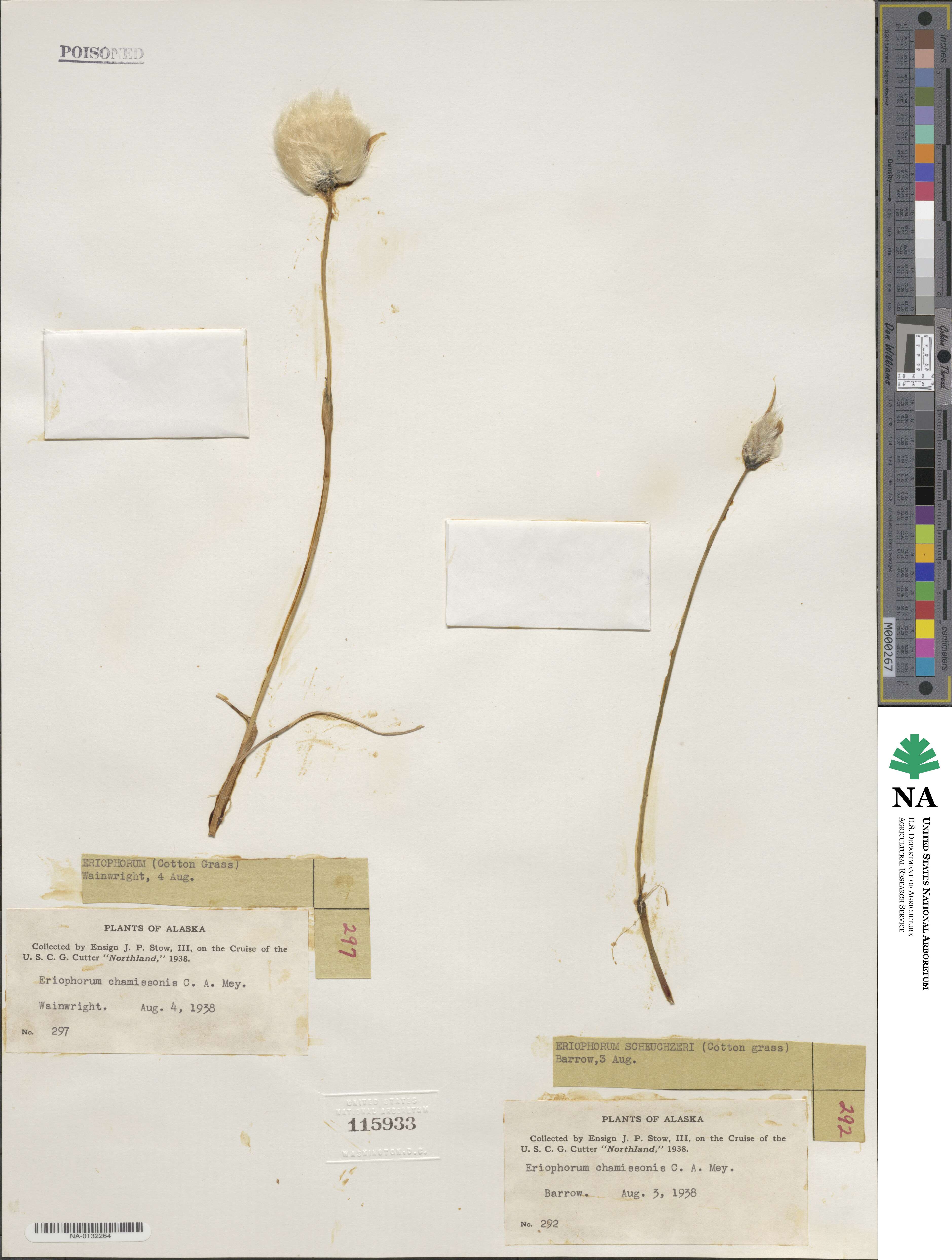 Eriophorum chamissonis image