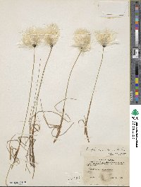 Eriophorum medium image