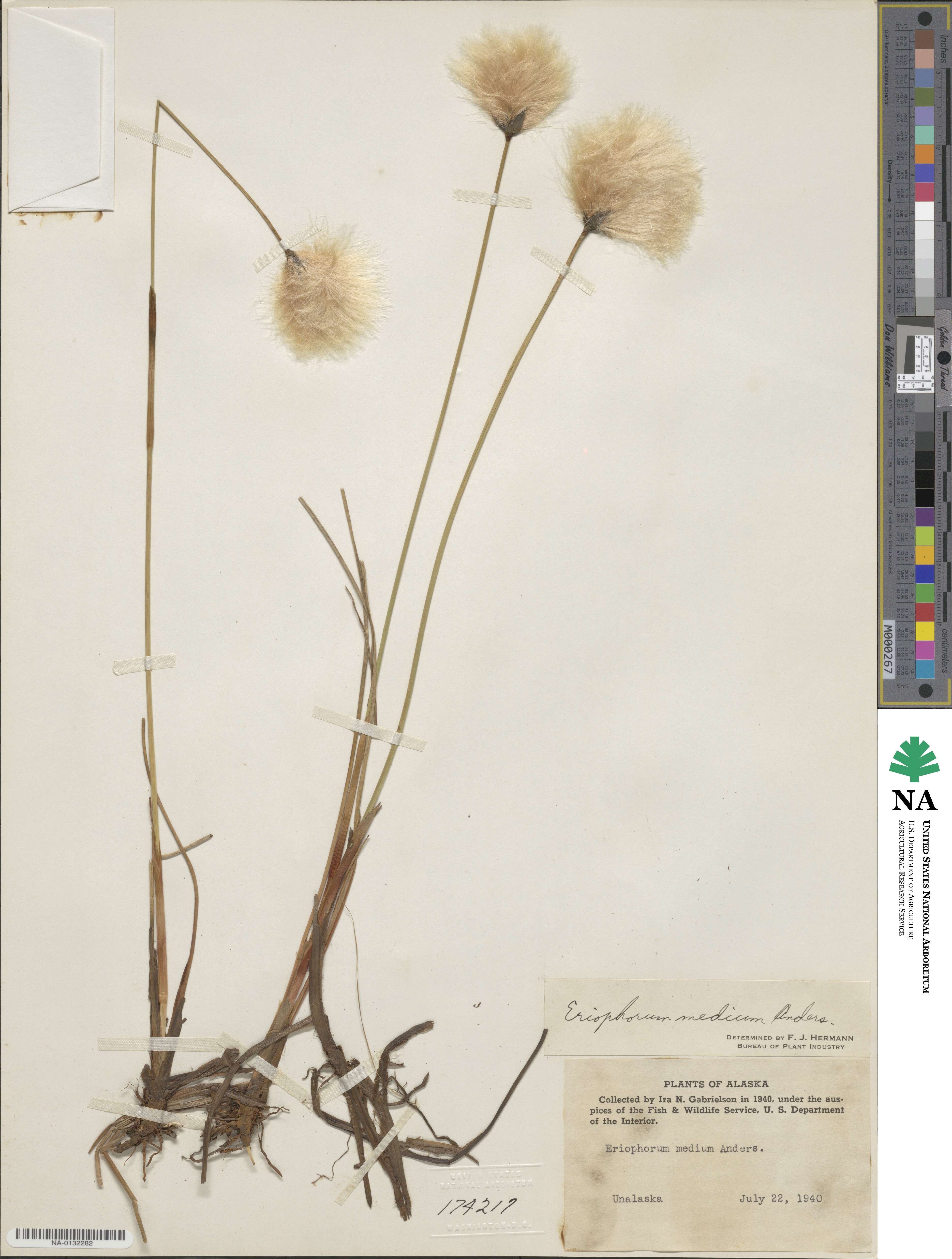 Eriophorum image