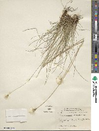 Eriophorum brachyantherum image