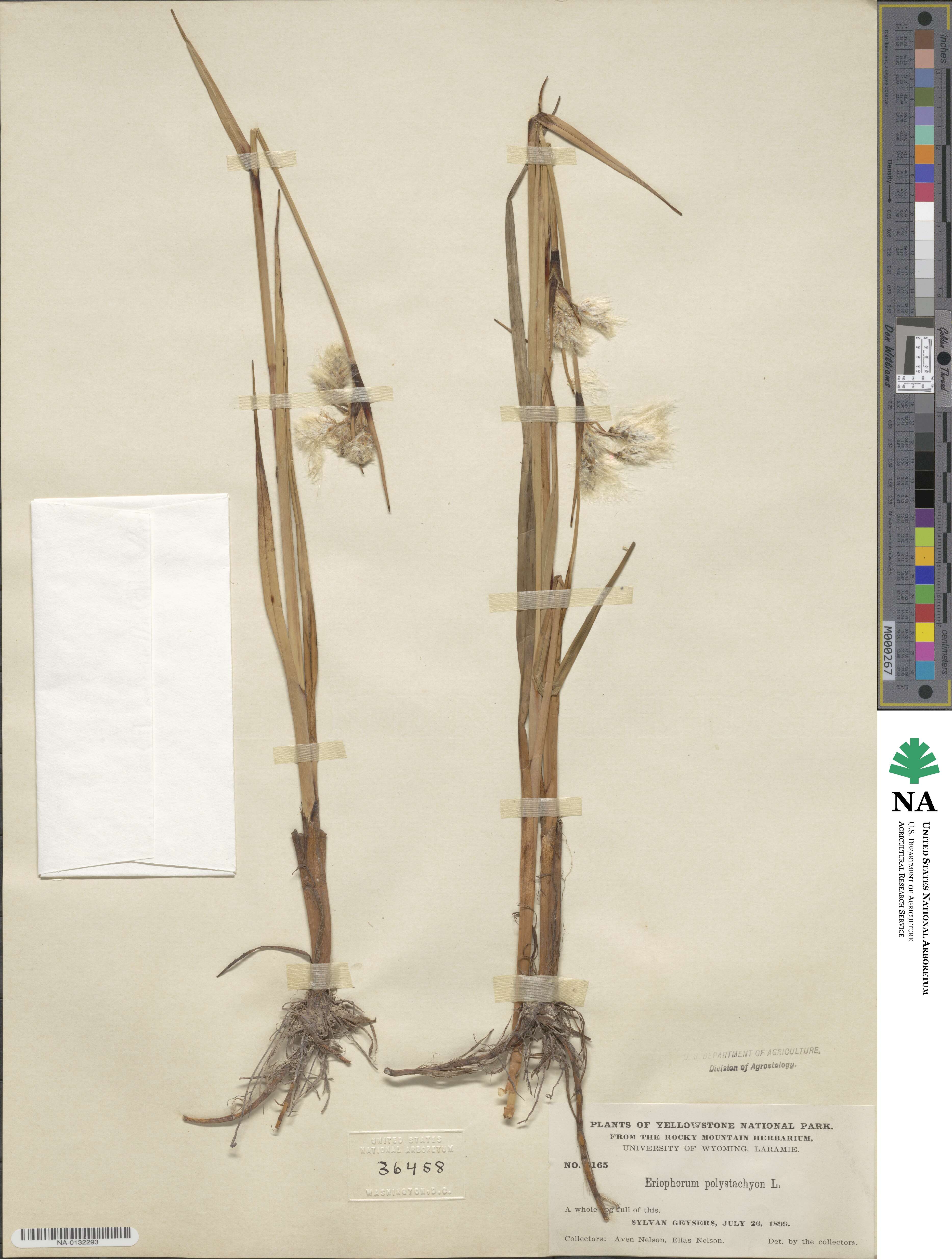 Eriophorum angustifolium subsp. angustifolium image