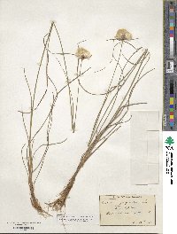 Eriophorum angustifolium subsp. angustifolium image