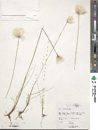 Eriophorum scheuchzeri image