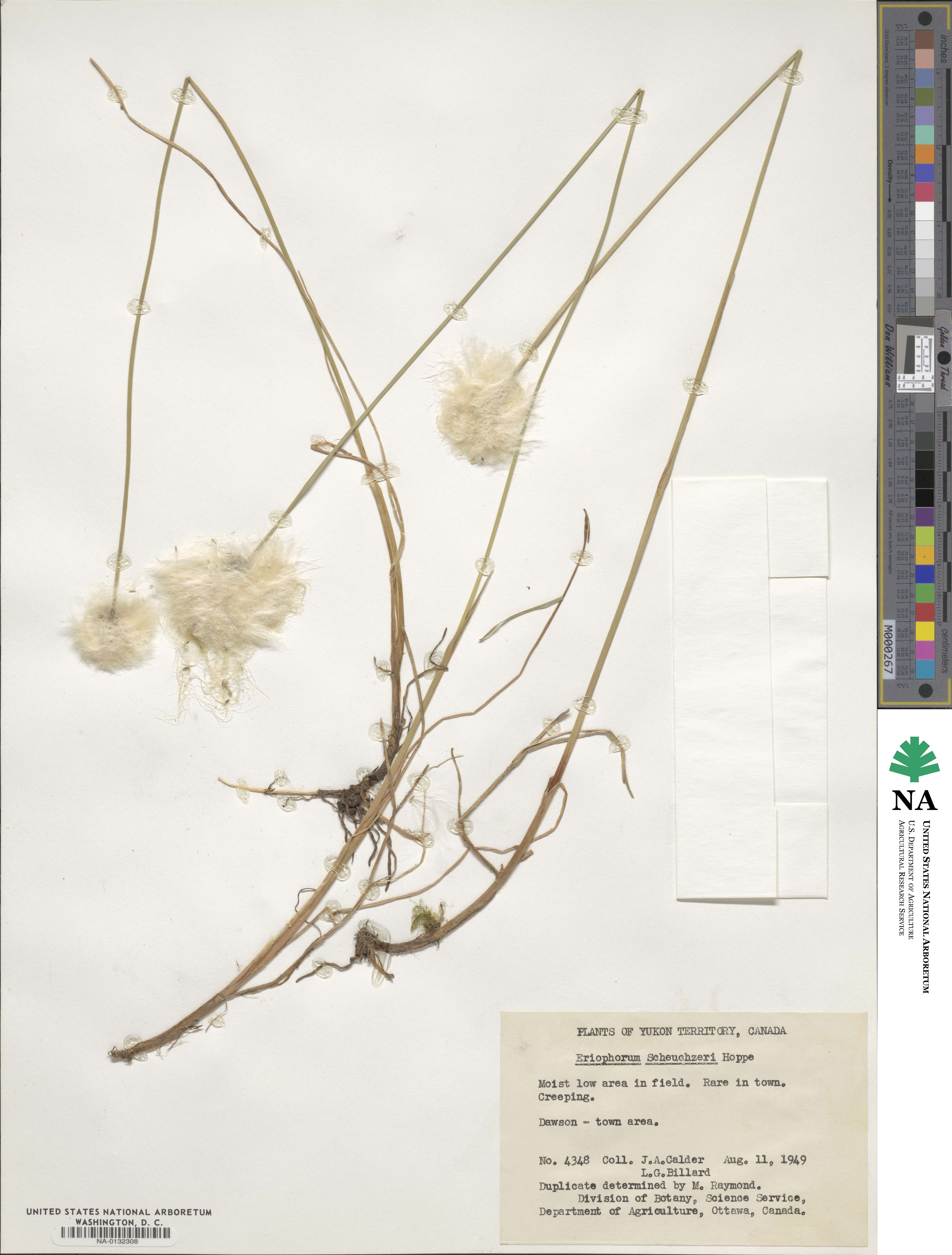 Eriophorum image