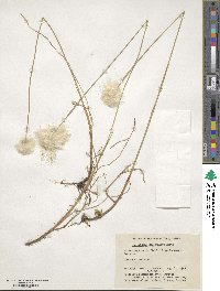 Eriophorum scheuchzeri image