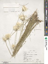 Eriophorum scheuchzeri image