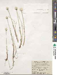 Eriophorum scheuchzeri image