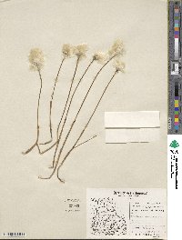 Eriophorum scheuchzeri image