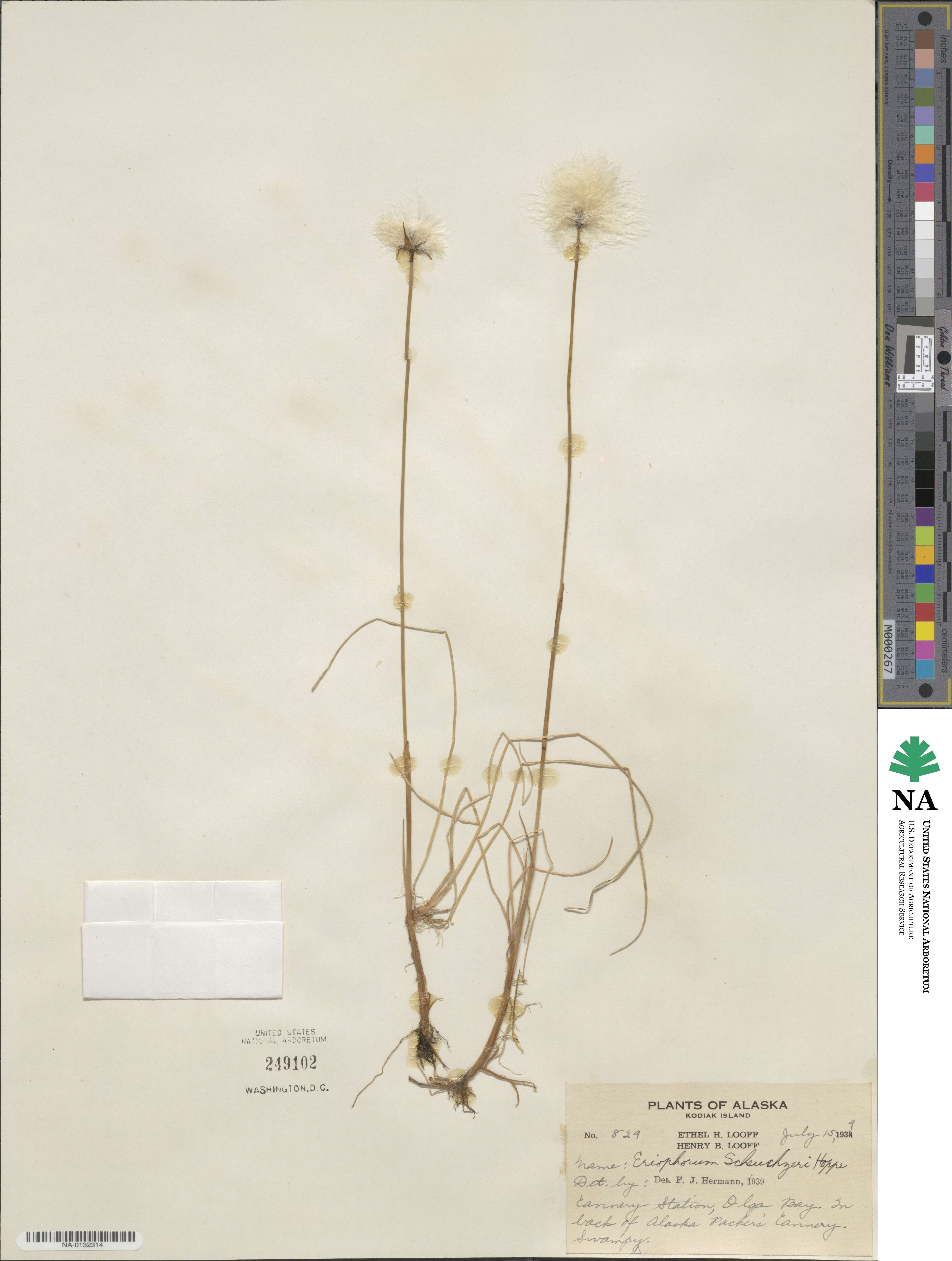 Eriophorum scheuchzeri image