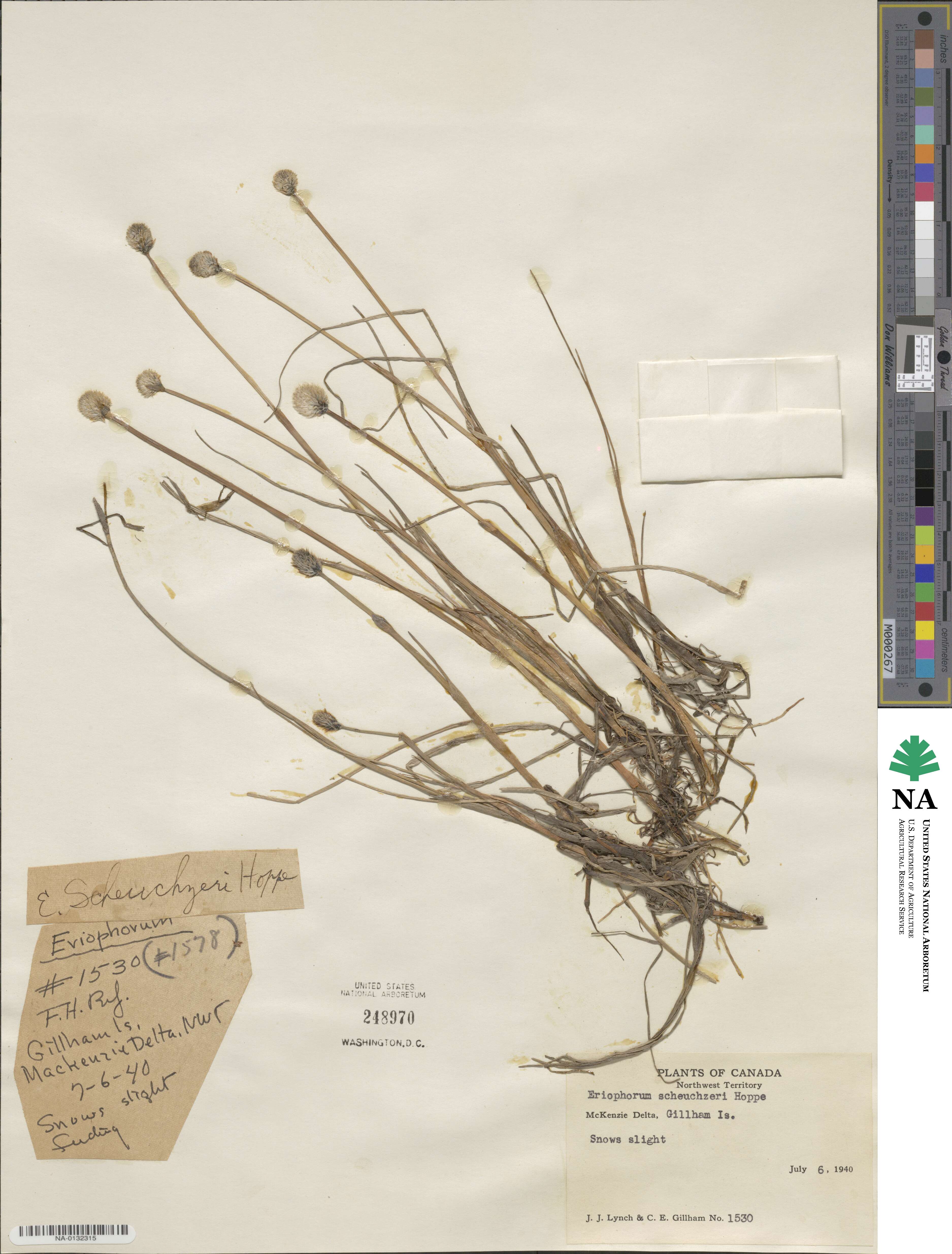 Eriophorum scheuchzeri image